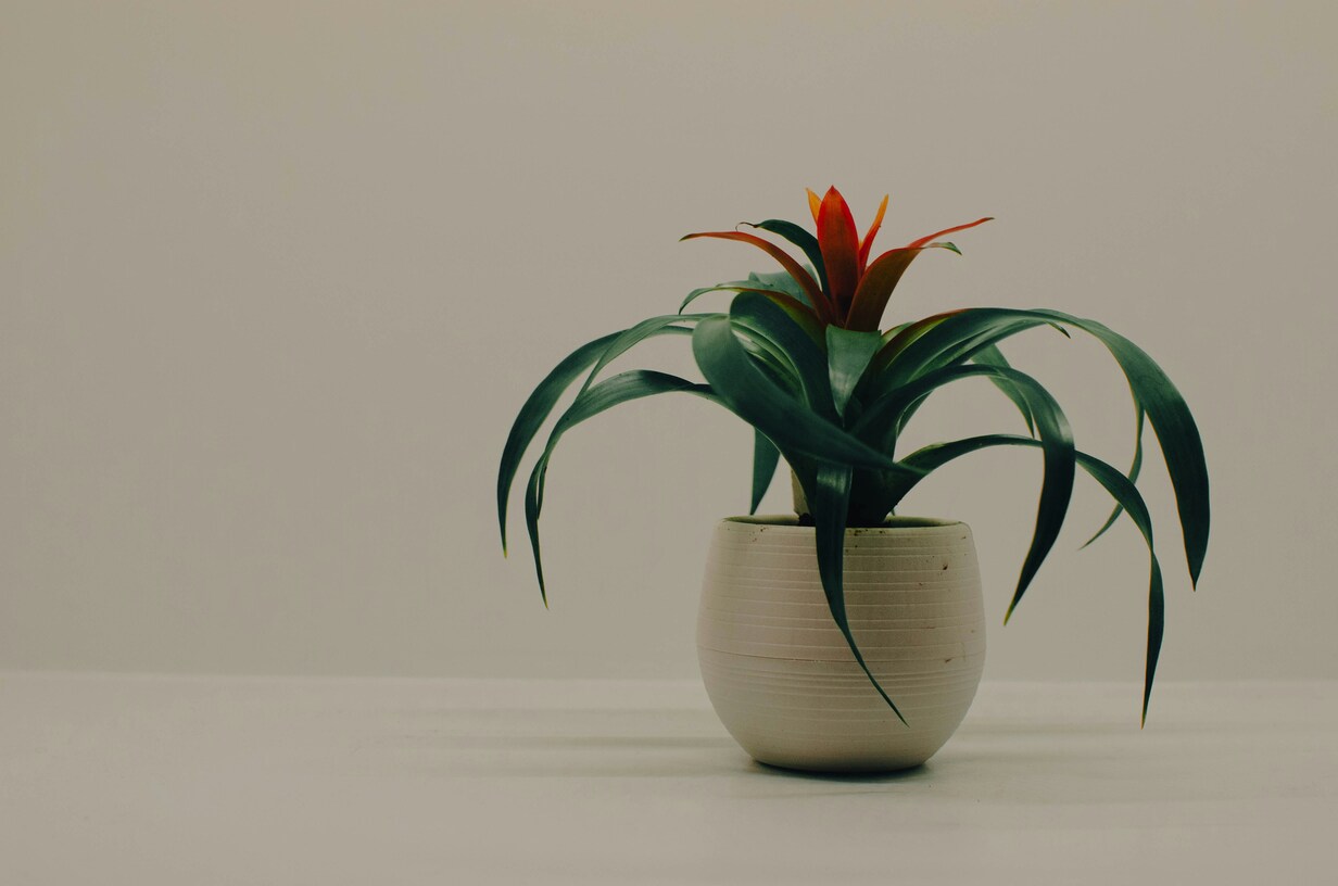Exclusief interieur, plantenpot